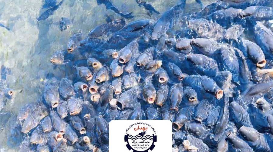پایداری محیط‌ زیست و مدیریت کیفیت آب