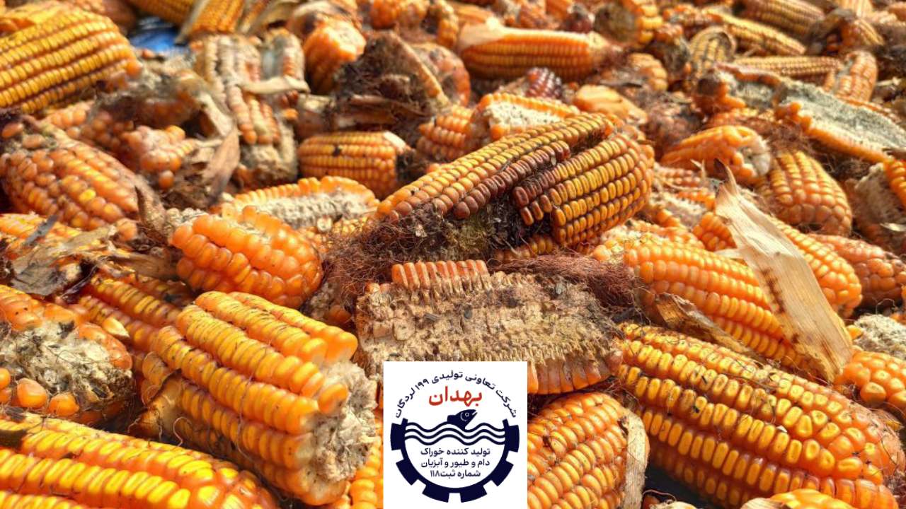 پودر توکسین بایندرها مبارز قارچ