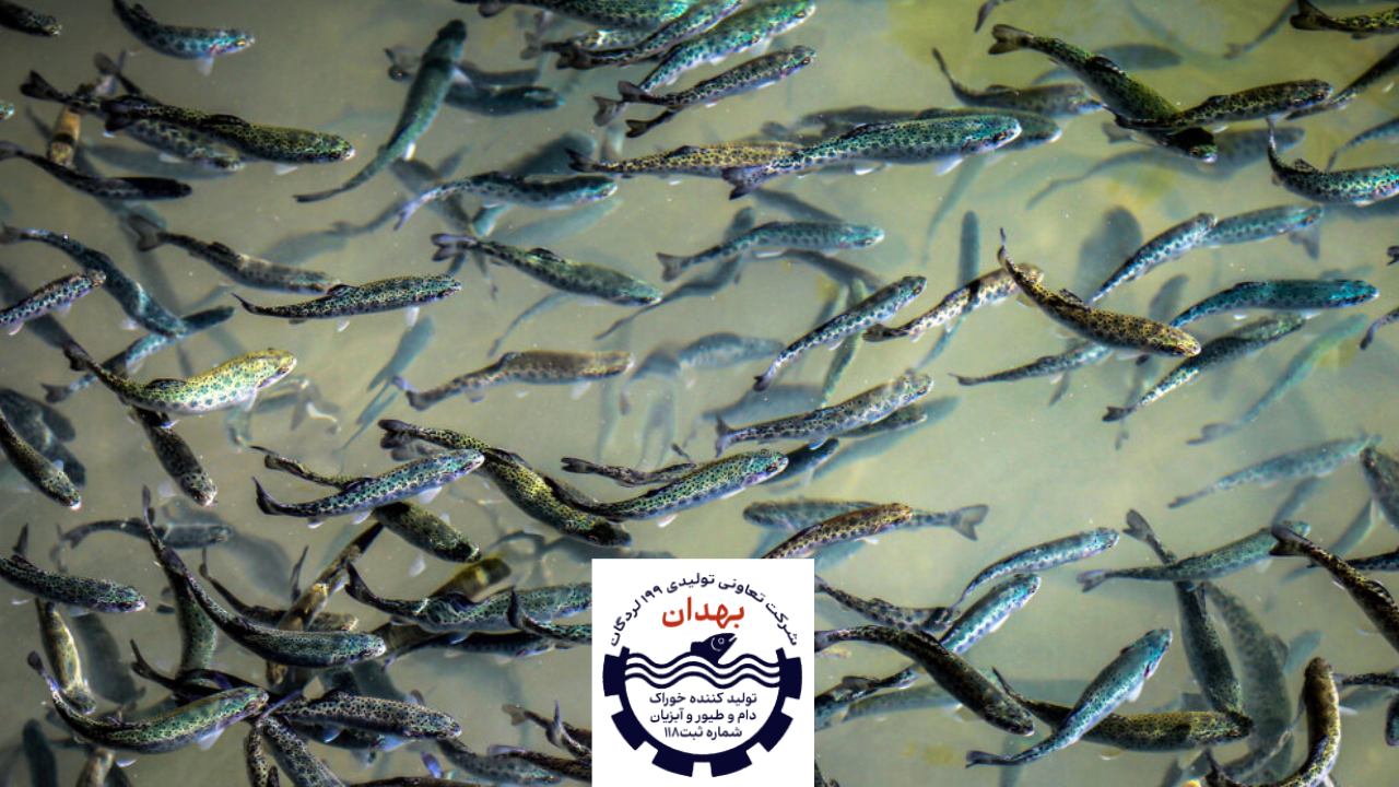 پودر توکسین بایندرها برای آبزیان