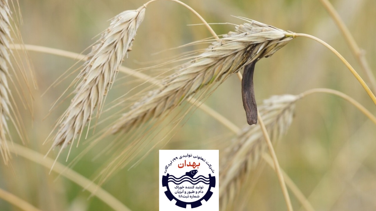 کپک در غذا موجودات