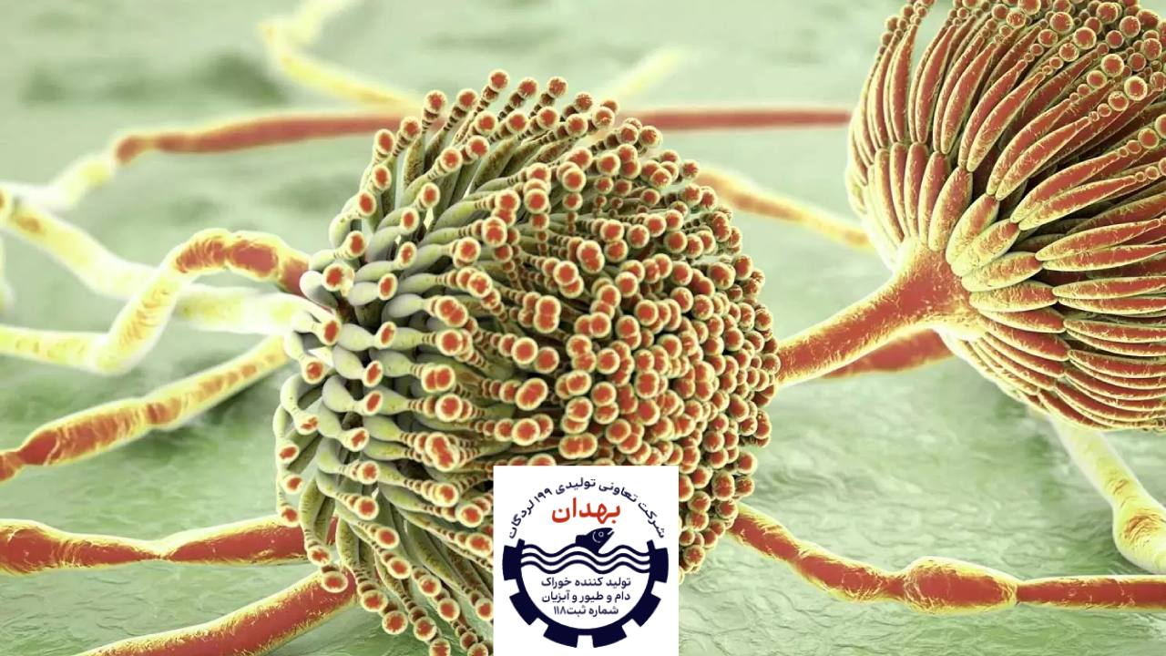 برخی از قارچ های سمی مضر برای جیره غذا