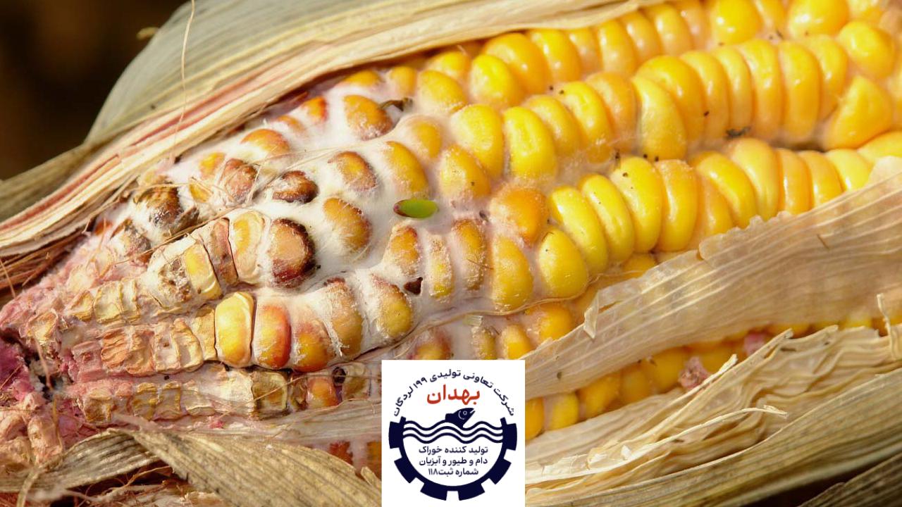 توکسین بایندرها دشمن قارچ ها