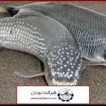 عکس شاخص | قیمت خوراک ماهی سفید