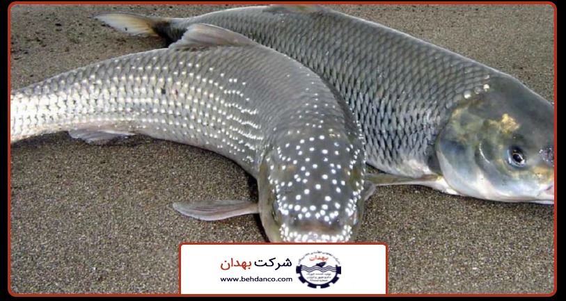 قیمت خوراک ماهی سفید؛ استراتژیهای بهینهسازی هزینه در آبزیپروری