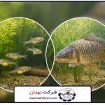 تصویر شاخص | مکمل رشد ماهی کپور