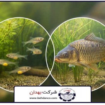 تصویر شاخص | مکمل رشد ماهی کپور