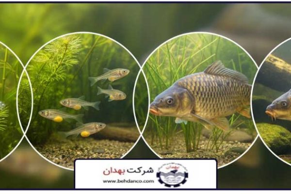 تصویر شاخص | مکمل رشد ماهی کپور