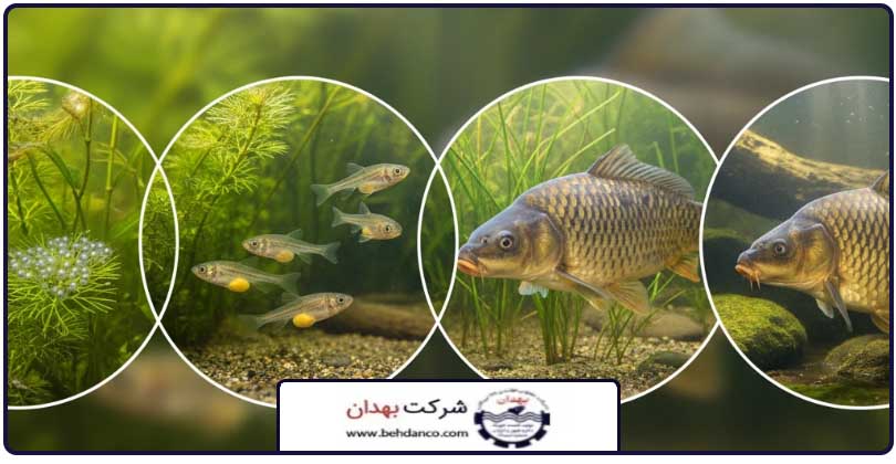 تصویر شاخص | مکمل رشد ماهی کپور