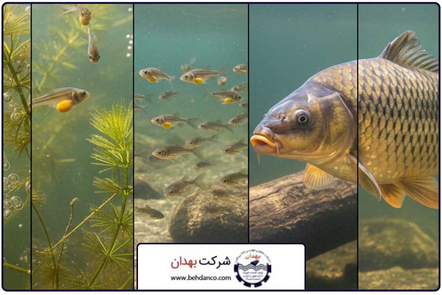 بند نخستین | مکمل رشد ماهی کپور