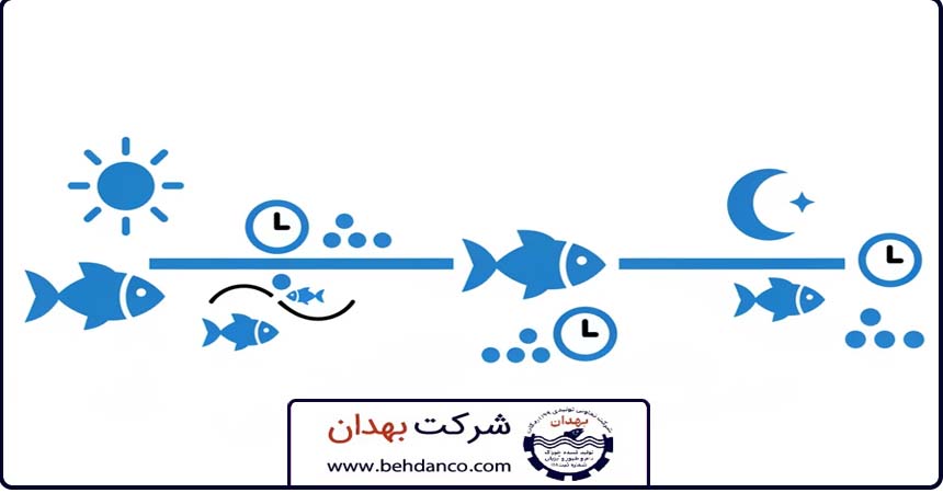 تصویر شاخص | زمان بندی تغذیه ماهی